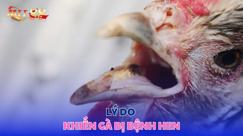 Lý do khiến gà bị bệnh hen