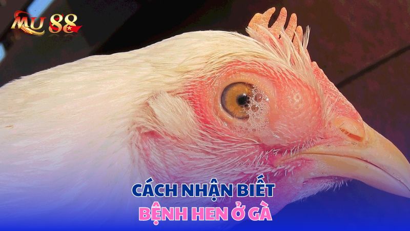 Cách nhận biết bệnh hen ở gà